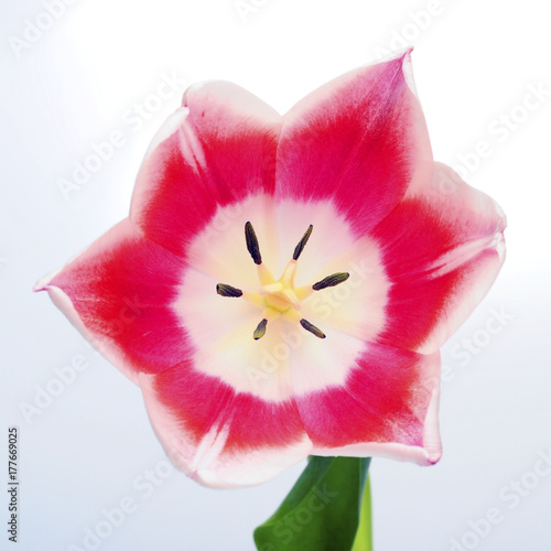 White and pink tulip flower