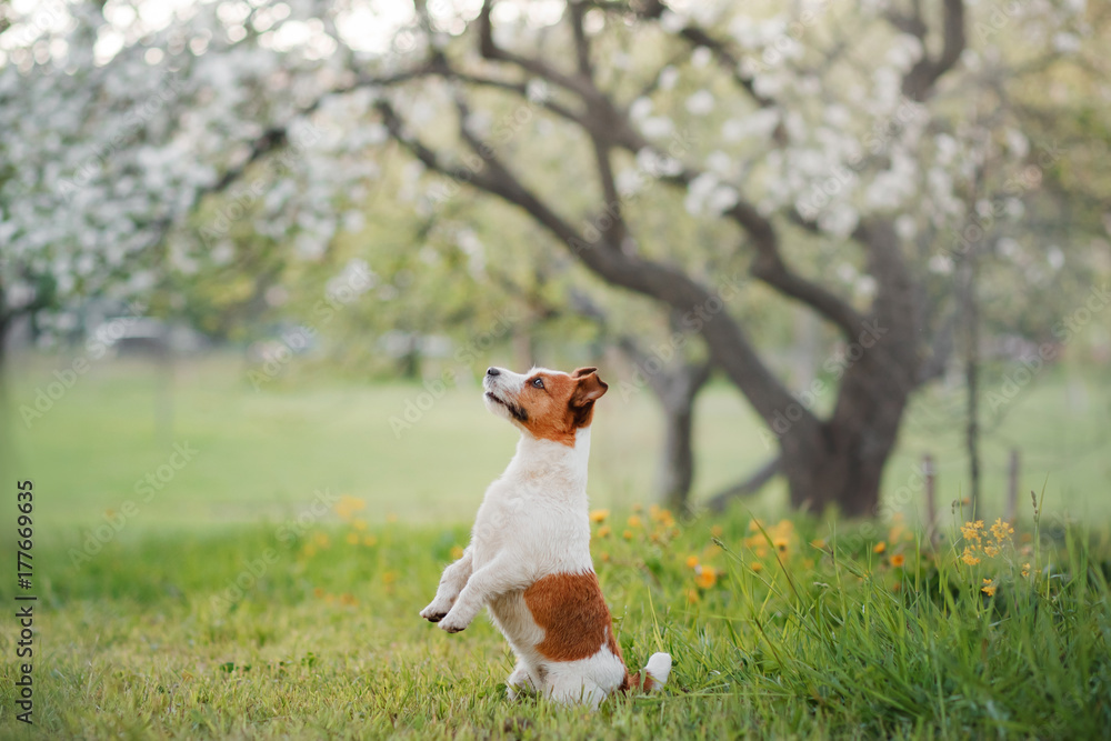 Dog Jack Russell Terrier sitting in grass