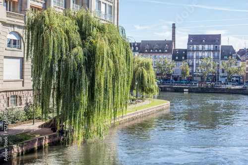 Trauerweide an der Ill in Strasbourg