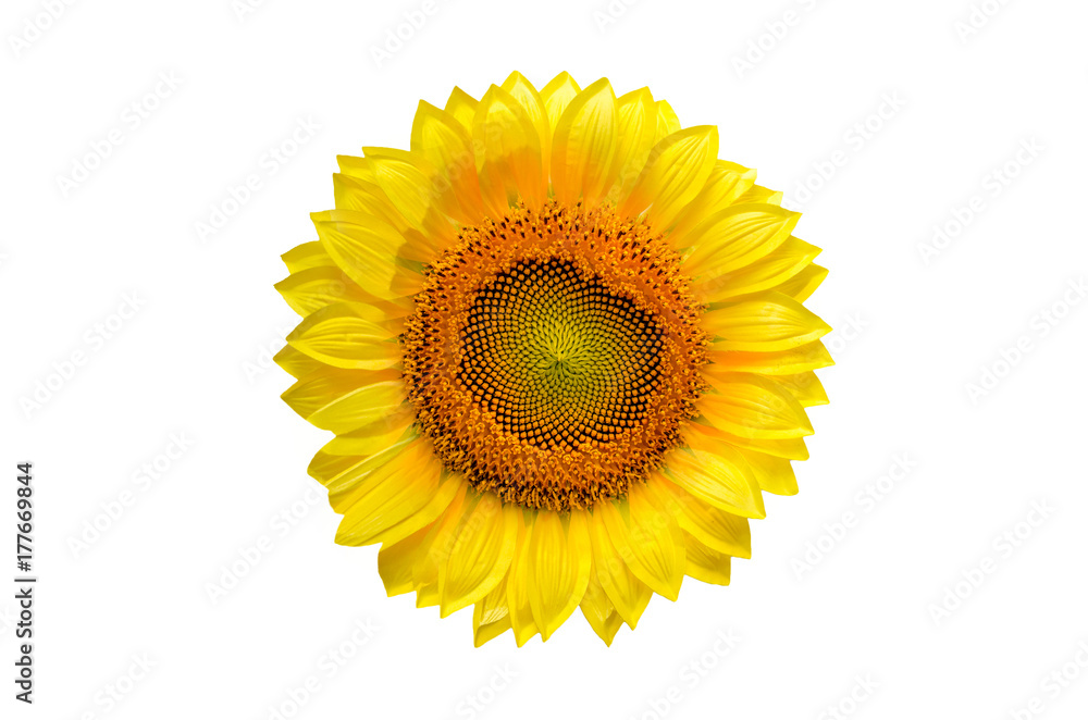 Fototapeta premium Sunflower with isolated on white background.