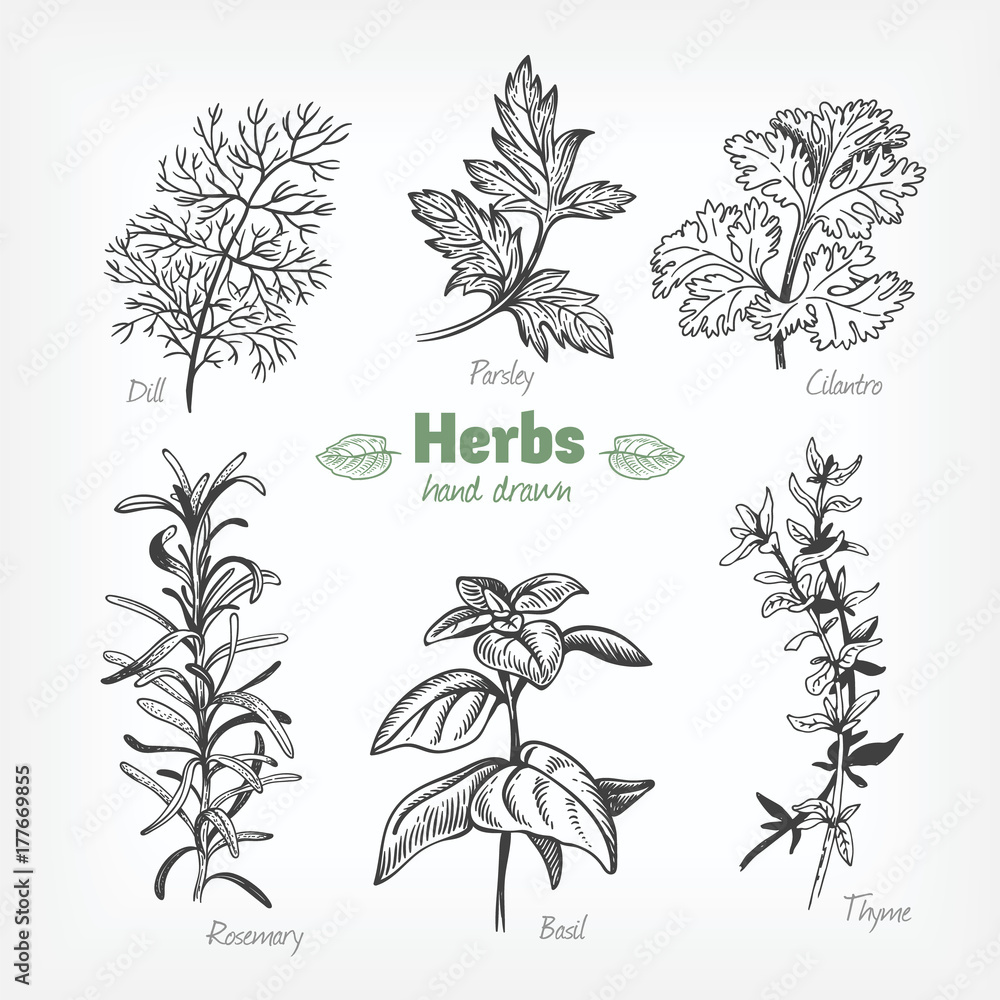 Culinary herbs vector hand drawn illustration - obrazy, fototapety, plakaty 
