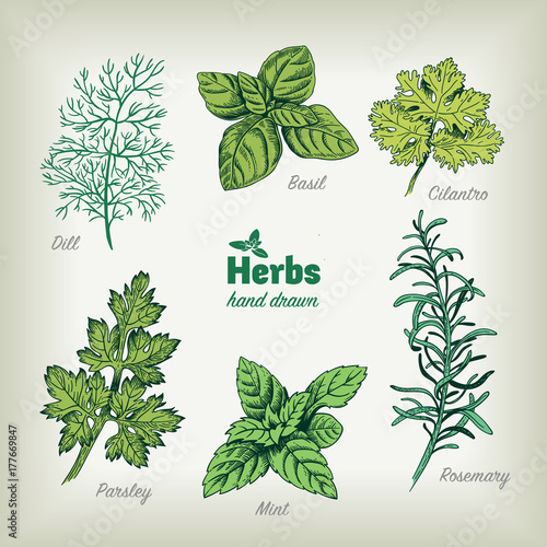 Culinary herbs vector hand drawn illustration