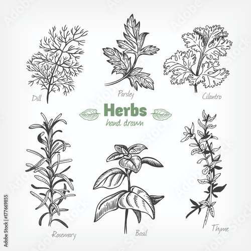 Culinary herbs vector hand drawn illustration