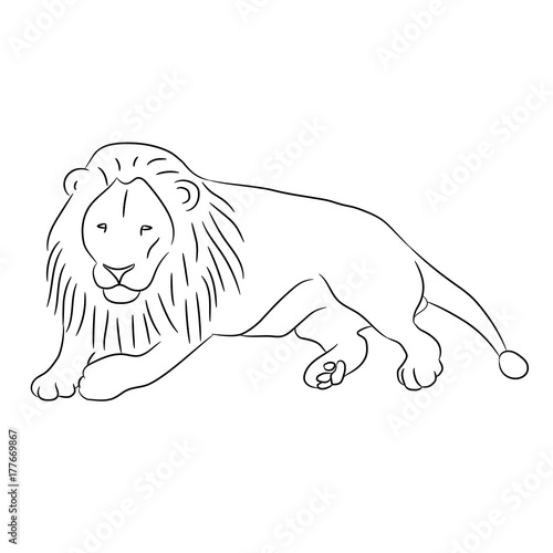 lying lion from the contour black lines on white of vector illustration