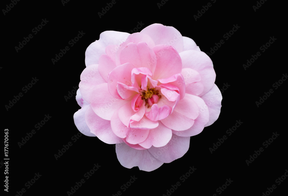 Naklejka premium One floribunda rosa 'Diadem' pink flower isolated on black