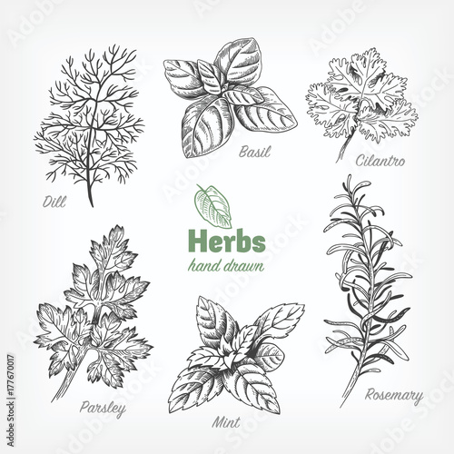 Culinary herbs vector hand drawn illustration