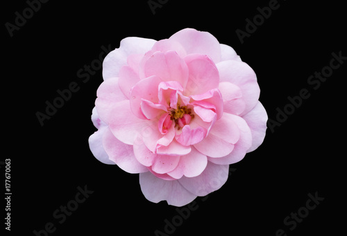One floribunda rosa 'Diadem' pink flower isolated on black