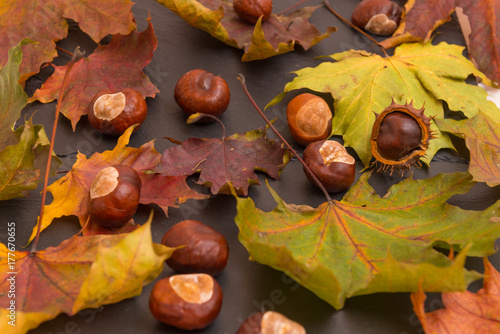 Chestnuts and Leaves, no People