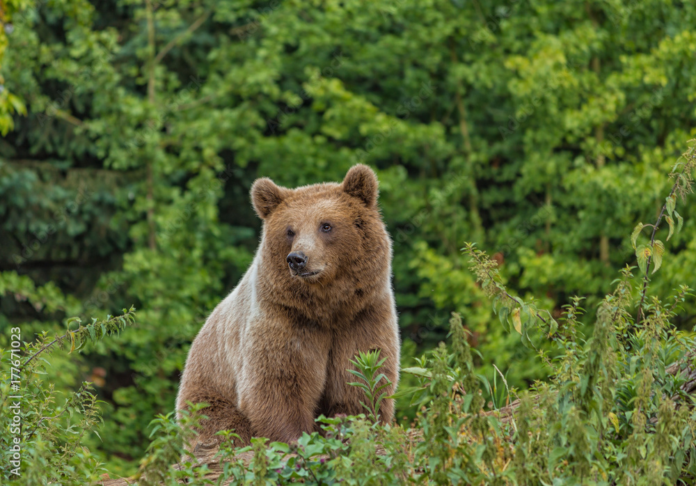 Fototapeta premium Wild adult Brown Bear ( Ursus Arctos ) in the summer forest. Green natural background