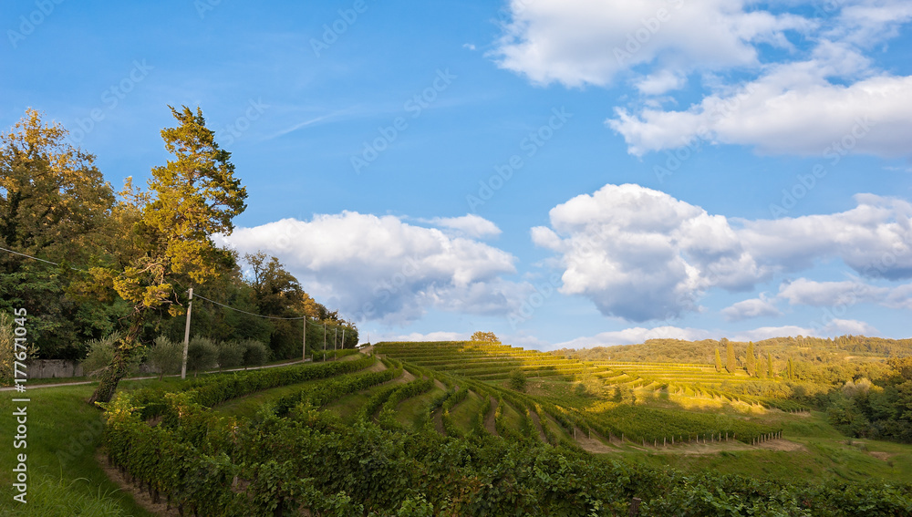 Landscape with vineyard and bleu sky with clouds.