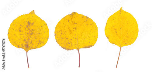 isolated fall leaves on white background. natural scanned aspen yellow leaves set photo