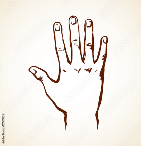 Palm. Vector drawing.