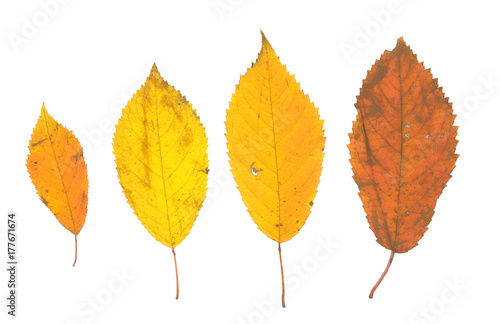 isolated fall leaves on white background. natural scanned autumn yellow leaves set