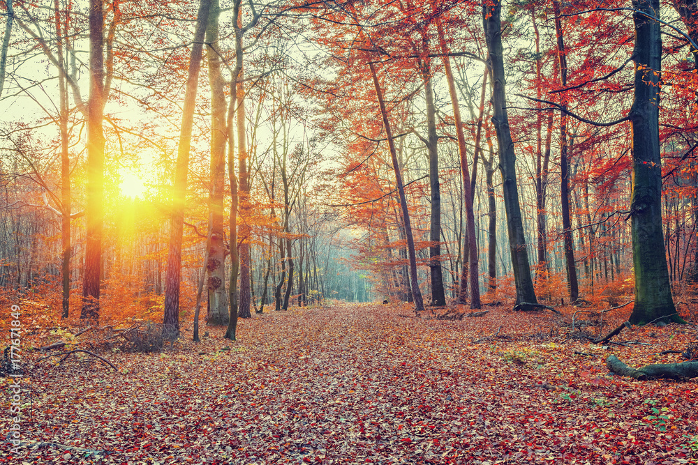 Fototapeta premium Vibrant sunset in the autumn forest