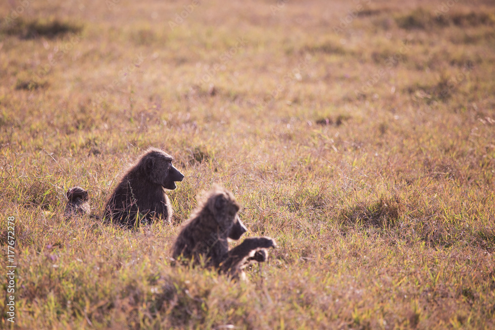 Baboons in Lake Nakuru National Park in Kenya Africa Baboons in Lake Nakuru National Park in Kenya Africa