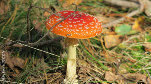 Toadstool red poisonous mushroom characterized by a characteristic red hat. Formerly used as a fly bait.
