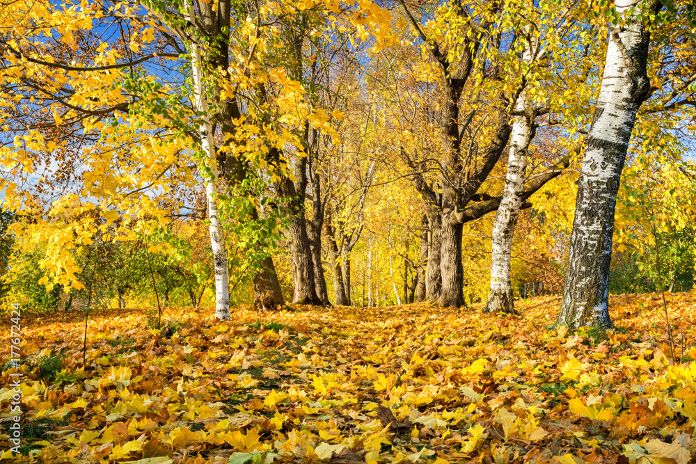 Pathway in the sunny autumn park