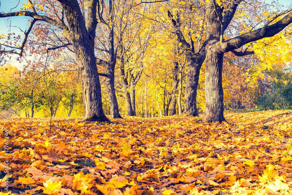 Fototapeta premium Pathway in the sunny autumn park