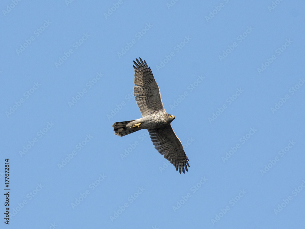 Fototapeta premium Northern goshawk flying in sky. Strong powerful beautiful bird of prey in wildlife.