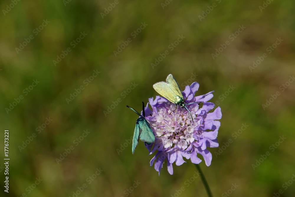 Acker-Witwenblume mit Gemeines Grünwidderchen Acker-Witwenblume mit Gemeines Grünwidderchen