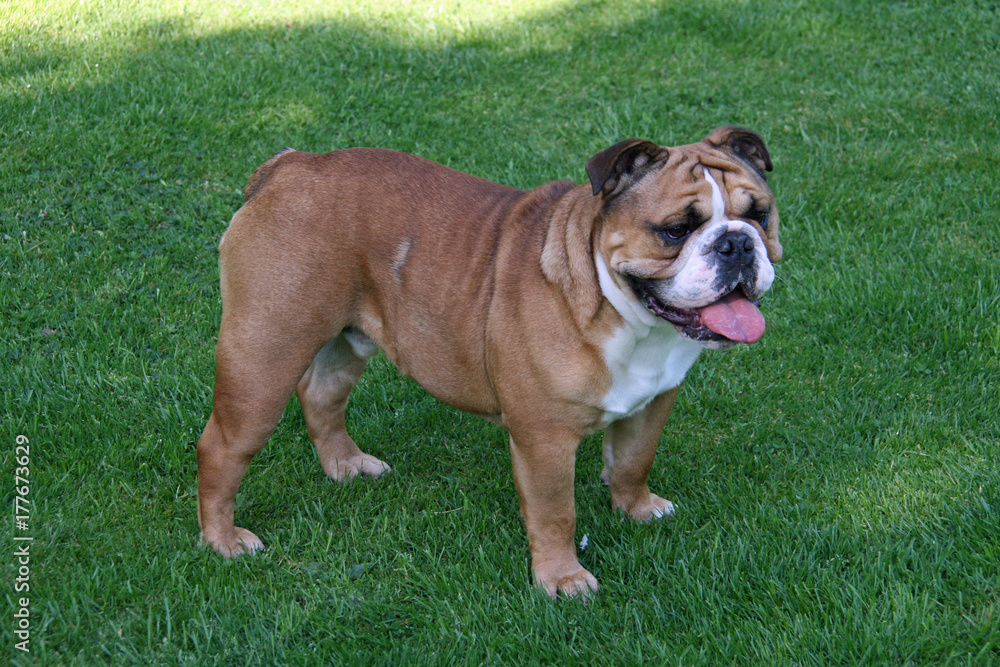 British bulldog