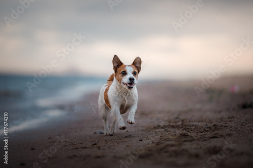 Dog Jack Russell Terrier running on the beach © annaav