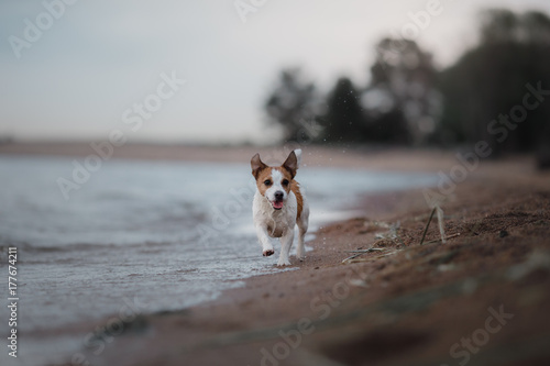 Dog Jack Russell Terrier running on the beach