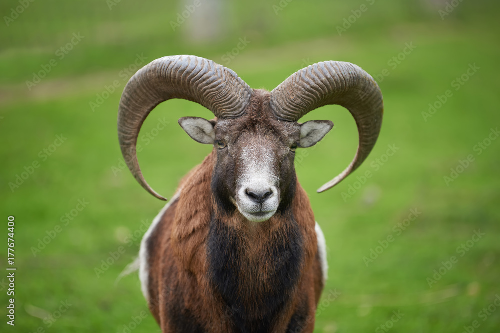 Big european moufflon in the meadow Big european moufflon in the meadow