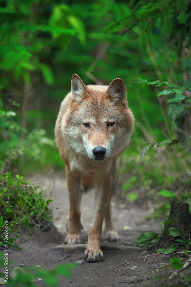 Wolf hunting in the forest