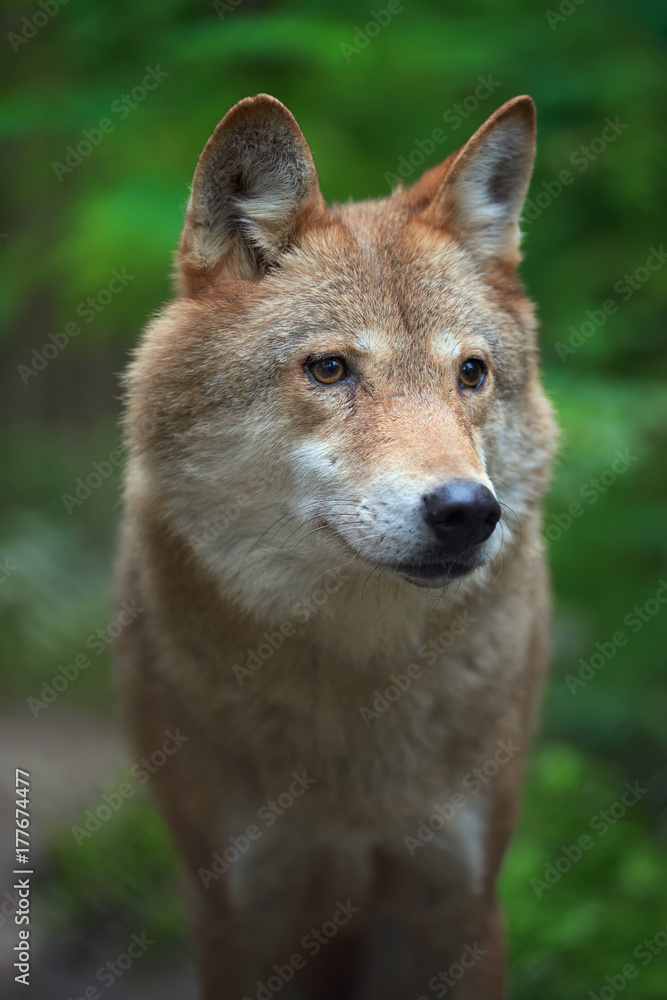 Fototapeta premium Wolf hunting in the forest