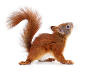Eurasian red squirrel.