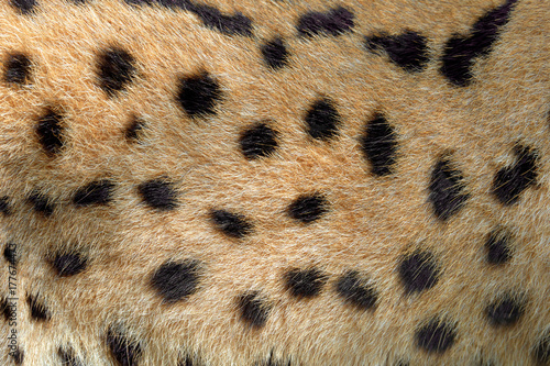 Real texture of serval cat fur photo
