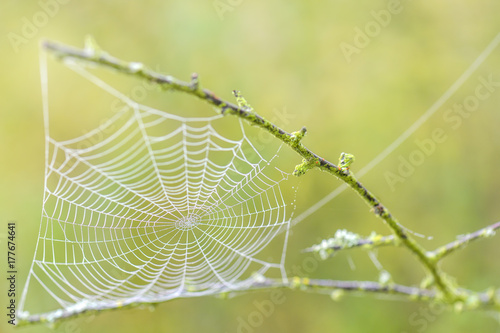 Spinnwebe hängt an einem Zweig photo