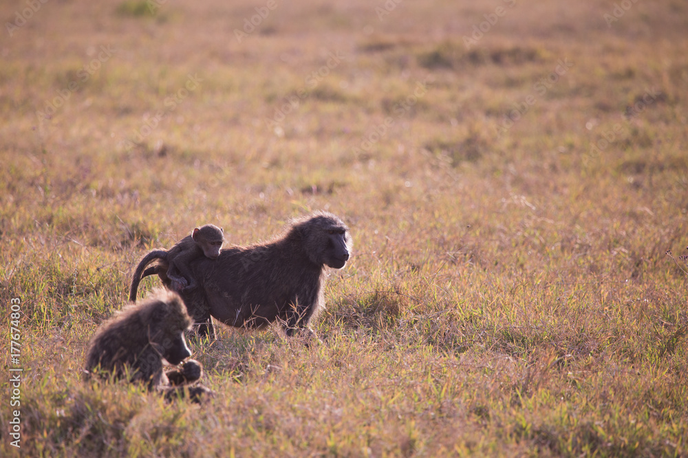 family of baboons in Lake Nakuru National Park in Kenya Africa family of baboons in Lake Nakuru National Park in Kenya Africa