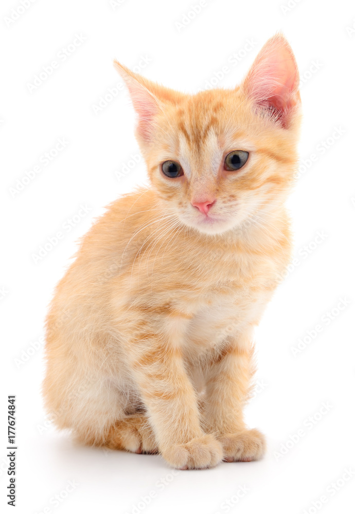 Kitten on white background.