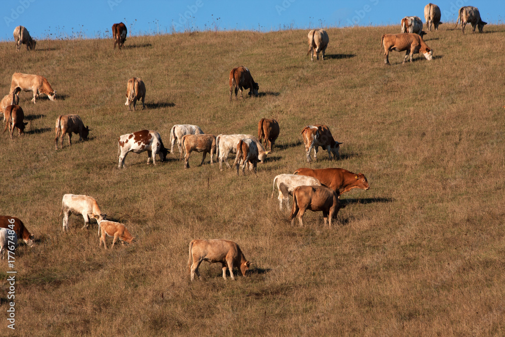 herd of cows and bulls grazed loose on a large pasture on the slopes of the hills herd of cows and bulls grazed loose on a large pasture on the slopes of the hills