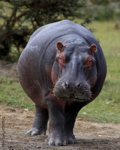 hippo in the masai mara