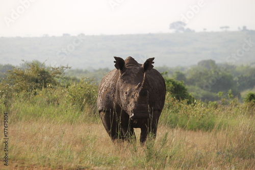 rhino at the nairobi national park