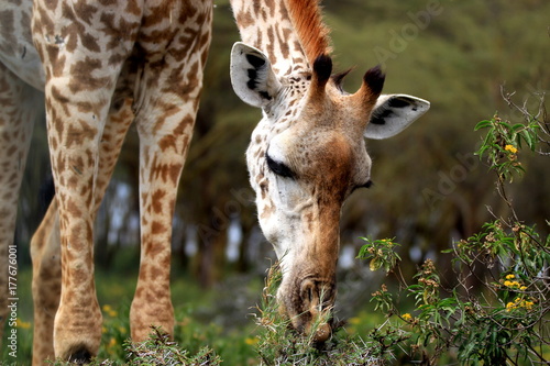 giraffe eating