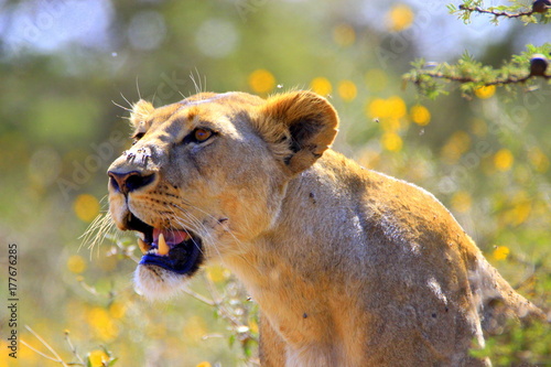 focused lioness at the nairobi national park photo