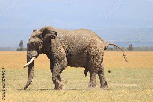 elephant grazing 