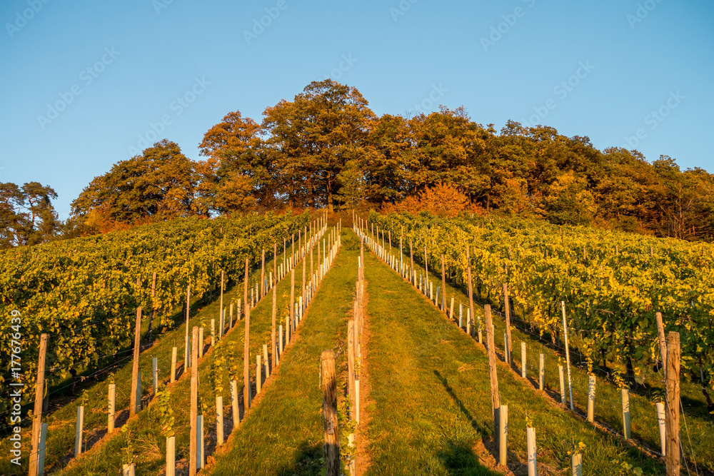 Naklejka premium Weinberg im Herbst