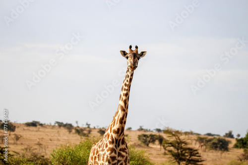 giraffe close up