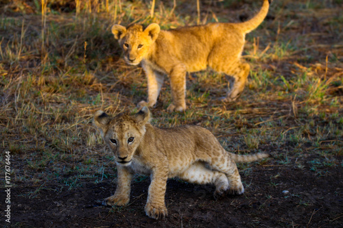 lion cubs in masai mara