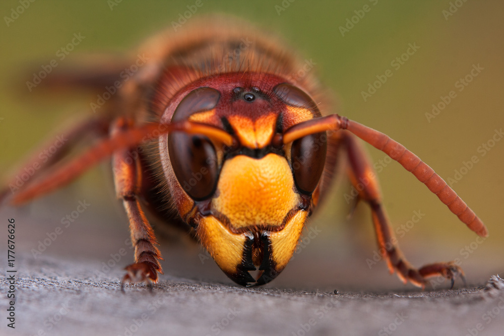 close-up of wasp head