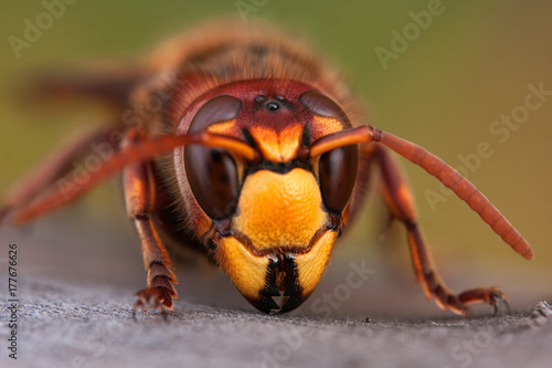 Obraz na płótnie close-up of wasp head w salonie