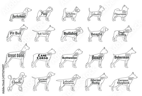 Vector dog icons collection isolated on white. Dogs breeds names and personality description