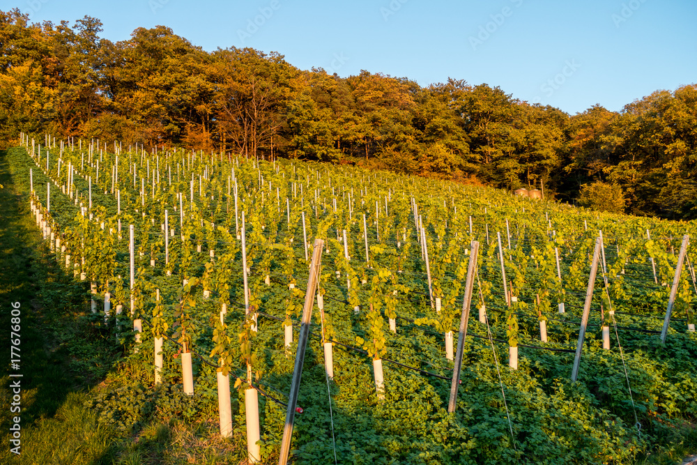 Fototapeta premium Weinberg im Herbst