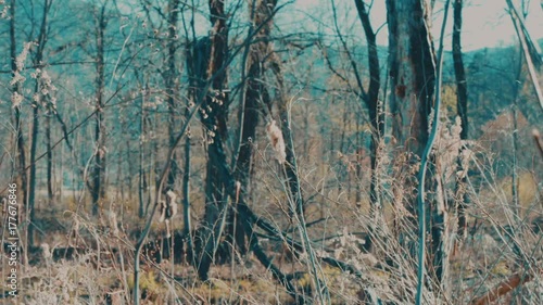 Wallpaper Mural Lake Foliage 01 Torontodigital.ca