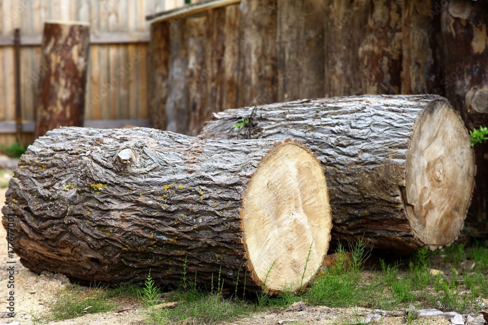 Very large pine logs. Billets for future sculptures made of wood. Very large pine logs. Billets for future sculptures made of wood.
